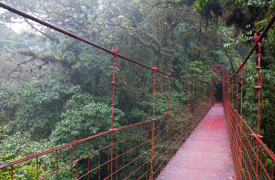 Hanging Bridge At Monteverde Cloud Photograph by Kathrin Ziegler