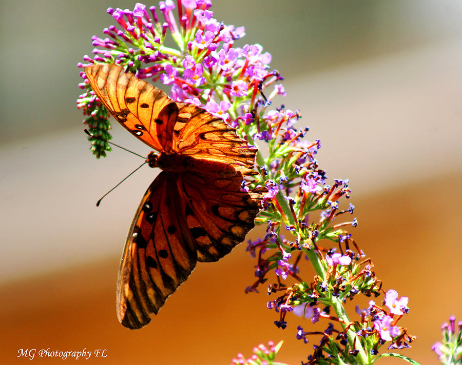 Butterfly Photograph - Hanging Butterfly by Marty Gayler Butterfly Photograph - Hanging Butterfly by Marty Gayler