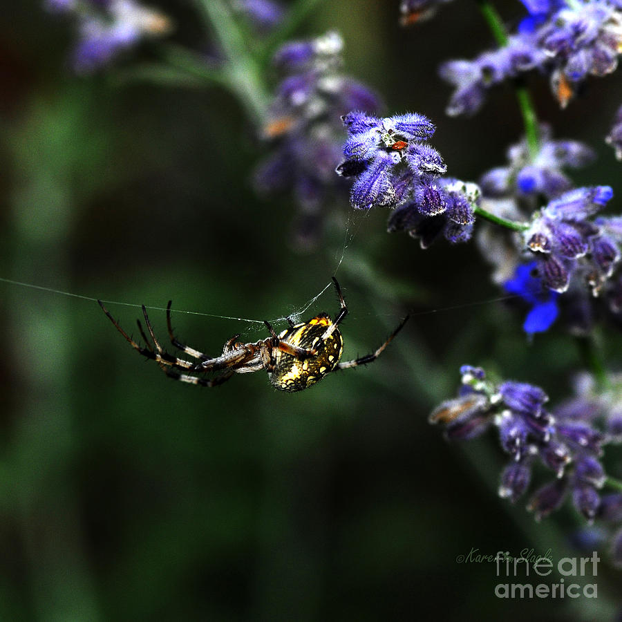 Spider Photograph - Hanging by a Thread by Karen Slagle
