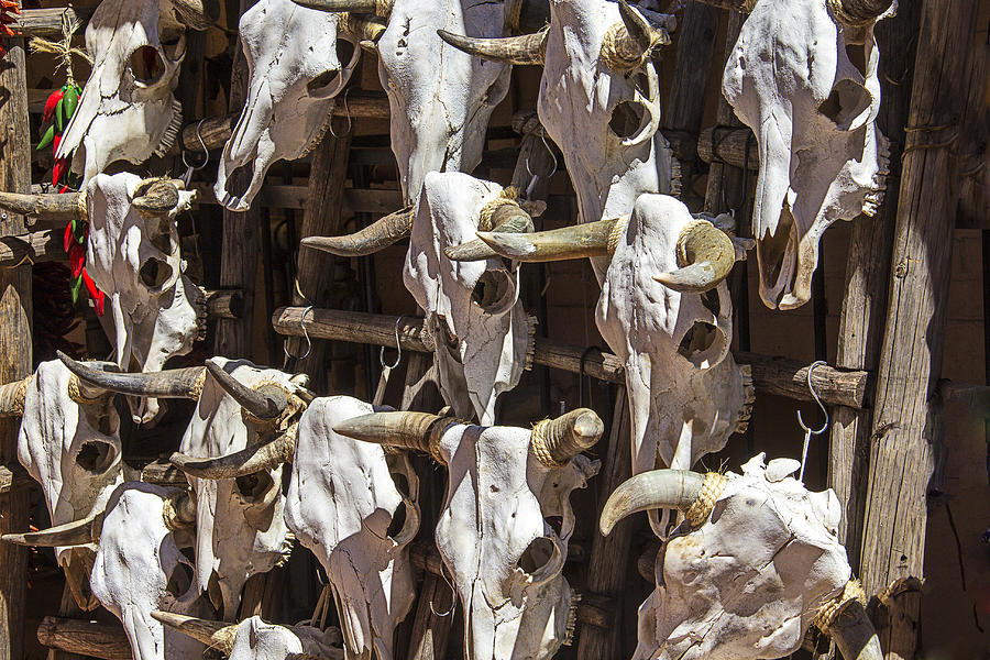 Hanging Cow Skulls Photograph by Garry Gay