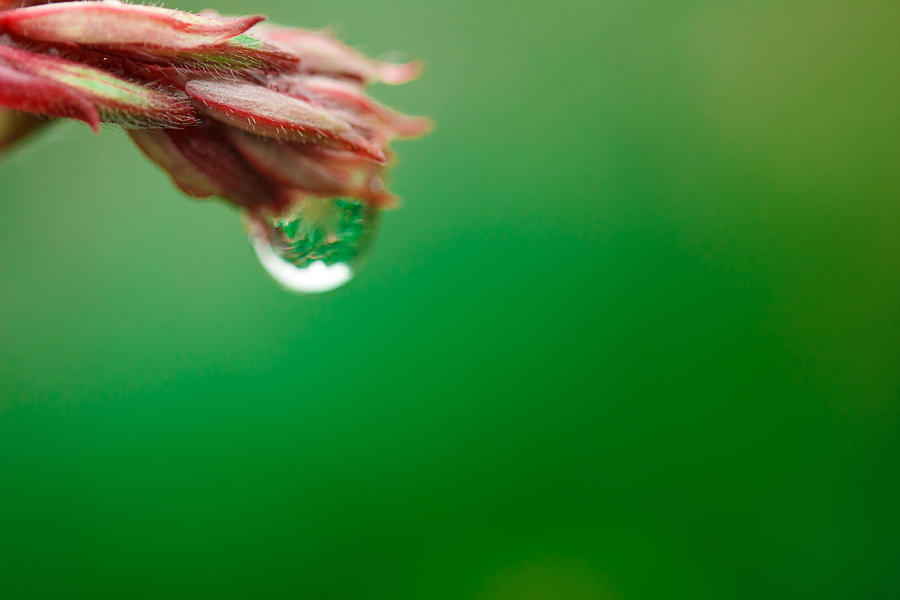 Droplet Photograph - Hanging Droplet by Shane Holsclaw