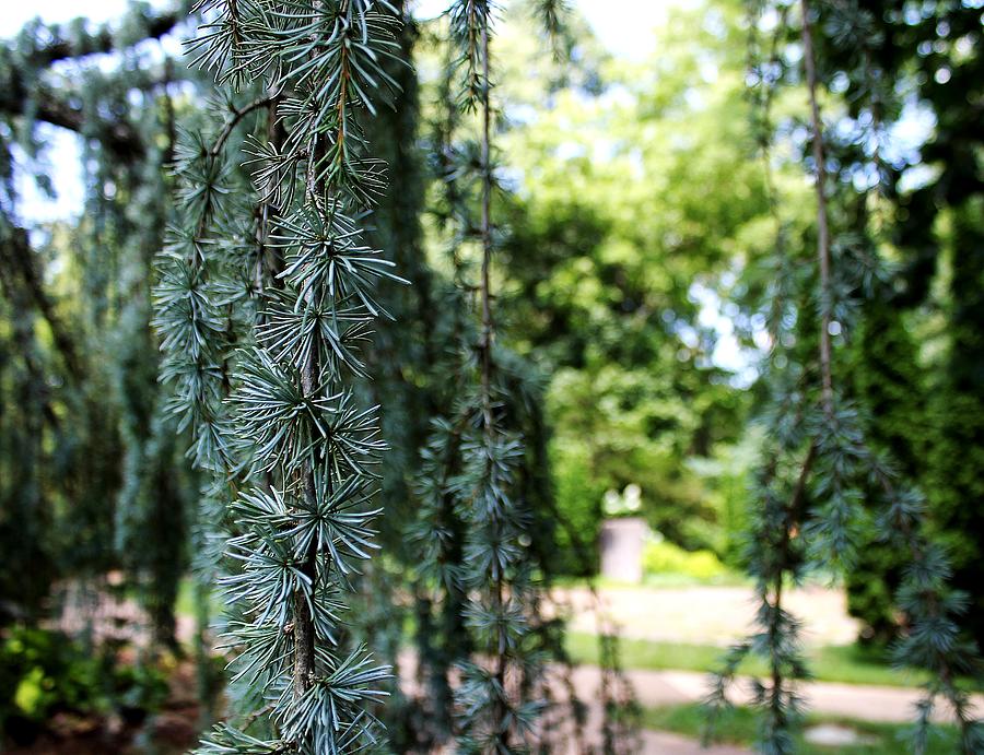 Hanging Evergreens Photograph by Alina Skye