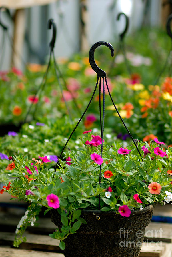 Flower Photograph - Hanging Flower Baskets Shallow DOF by Amy Cicconi