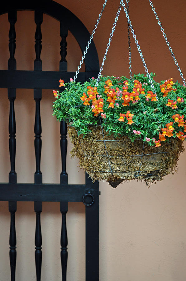 Hanging Flowers and Black Gate Photograph by Bruce Gourley Hanging Flowers and Black Gate Photograph by Bruce Gourley