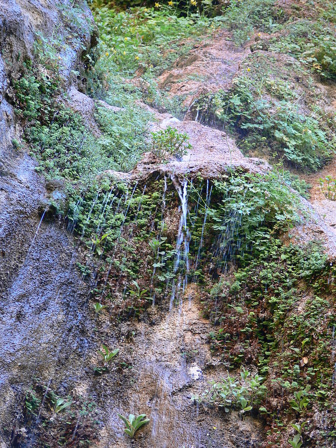 Hanging Gardens of Zion Photograph by Steve Brown Fine Art America