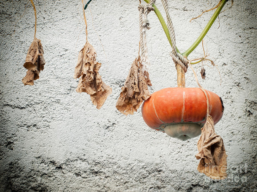 Hanging Gourd Photograph