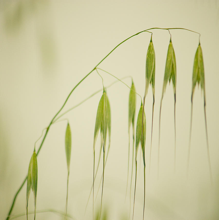 Spring Photograph - Hanging Grass by Rani Meenagh