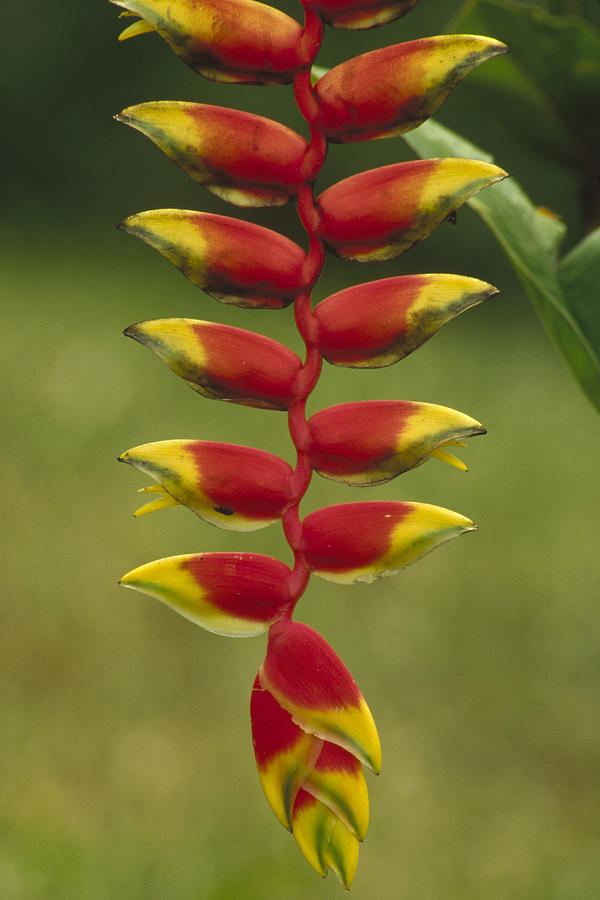 Hanging Heliconia Blooming In Rainforest Photograph by Gerry Ellis