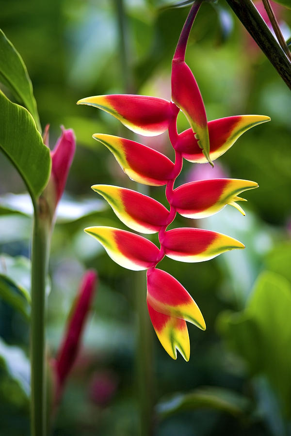 Hanging Heliconia Flower Photograph by M Swiet Productions