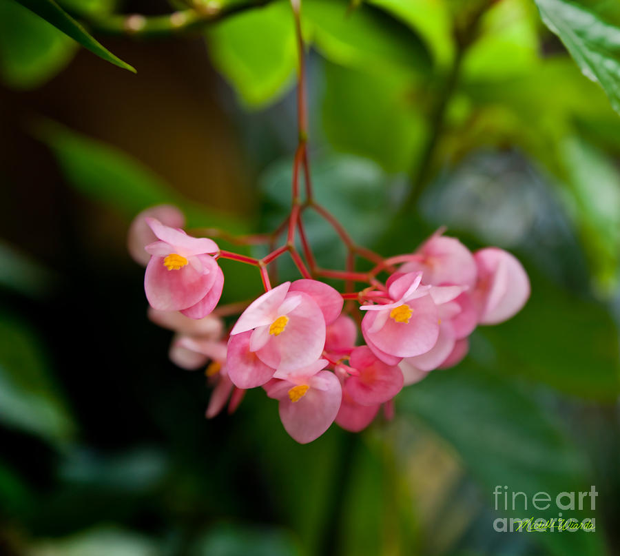 Flower Photograph - Hanging in Pink by Michelle Constantine