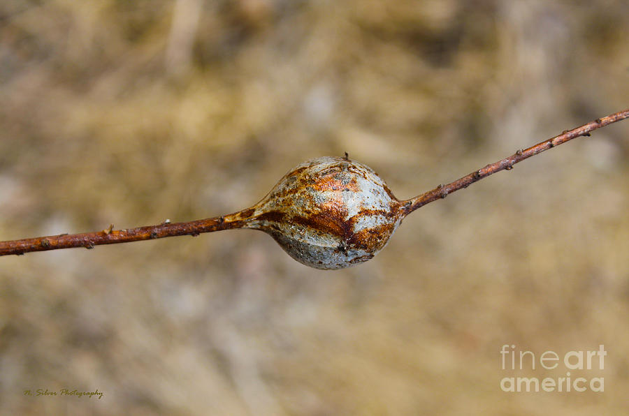 Nature Photograph - Hanging in the Balance by Nina Silver