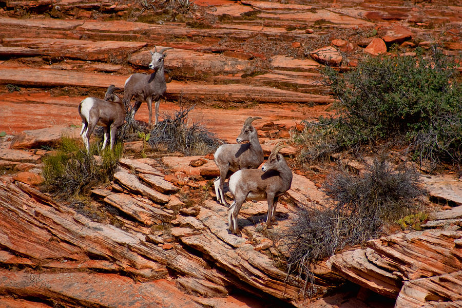 Wildlife Photograph - Hanging in the Cliffs by Rick Lewis