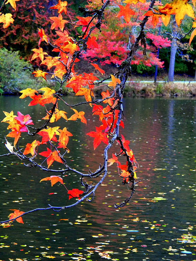 Hanging Leaves Photograph By Lisa Keeter - Fine Art America