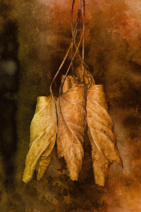 Hanging Leaves Photograph by WB Johnston