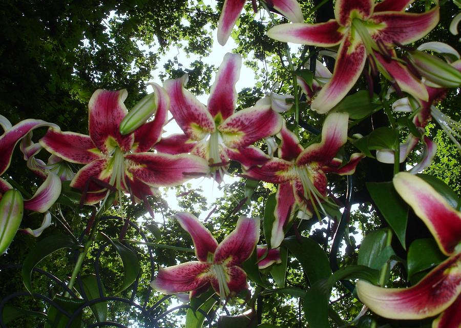 Hanging Lily Photograph by Martin Byrne