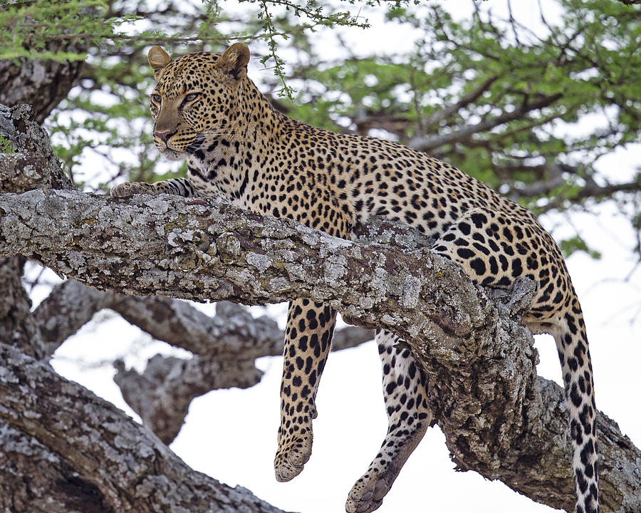 Hanging Loose Photograph by Larry Handal - Pixels