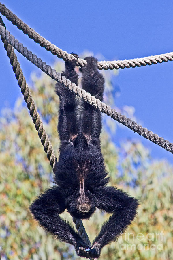 Animal Photograph - Hanging by Miroslava Jurcik
