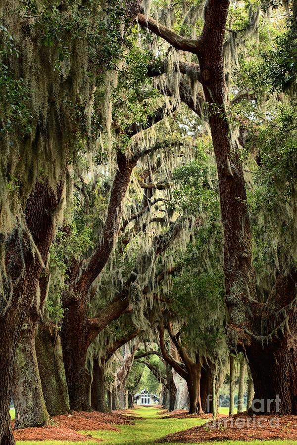 Hanging Moss And Giant Oaks Photograph by Adam Jewell - Fine Art America