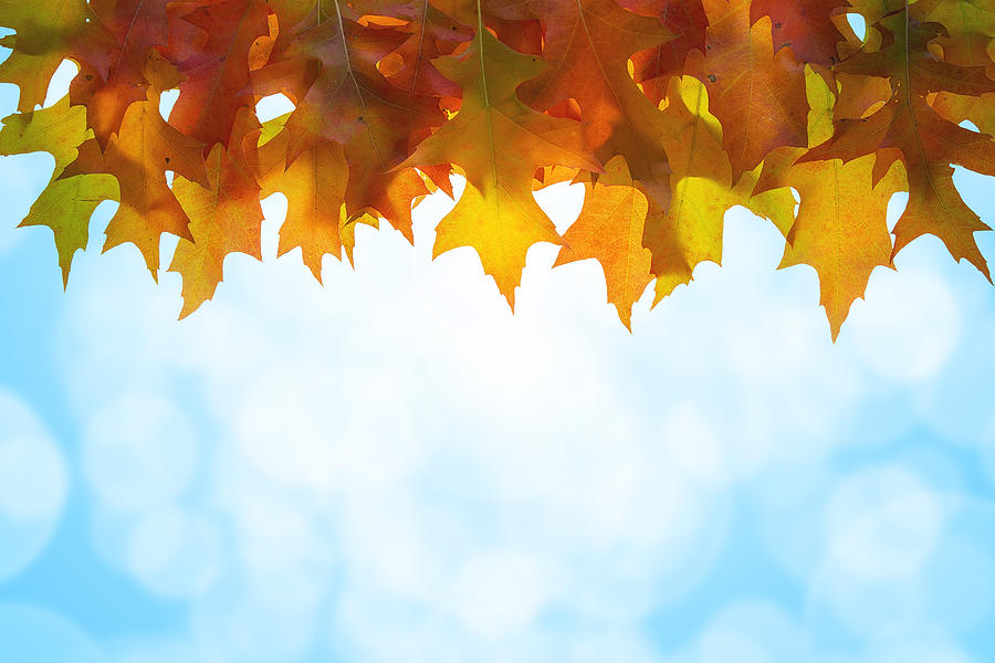 Fall Photograph - Hanging Oak Tree Leaves Sky Background by Jit Lim