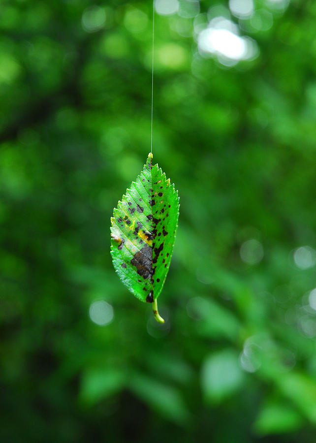 Hanging On By A Thread Photograph by Lena Wilhite