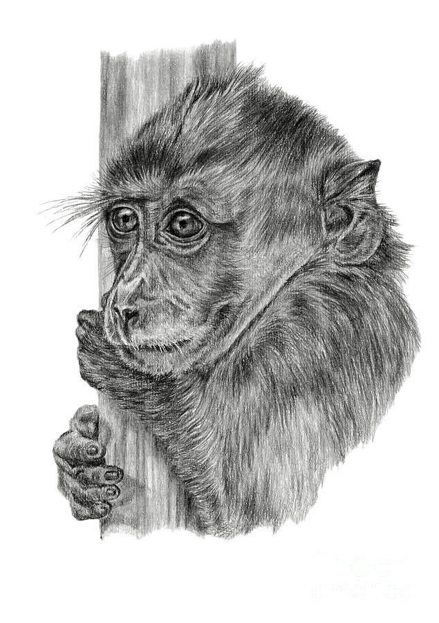 Monkey pencil drawing