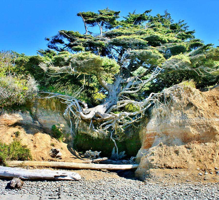 Hanging On For Dear Life Photograph by Julie Senf