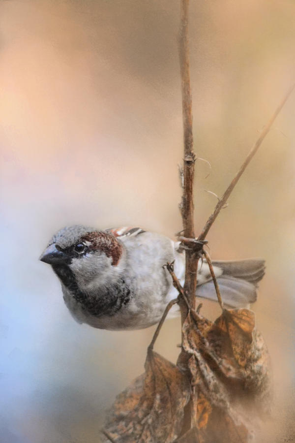 Bird Photograph - Hanging On by Jai Johnson