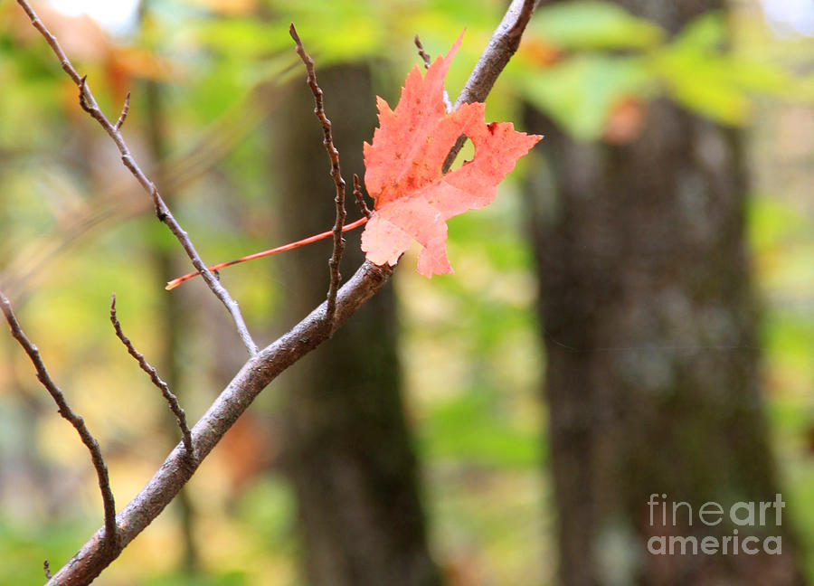 Fall Color Photograph - Hanging On by Mike Mooney Fall Color Photograph - Hanging On by Mike Mooney