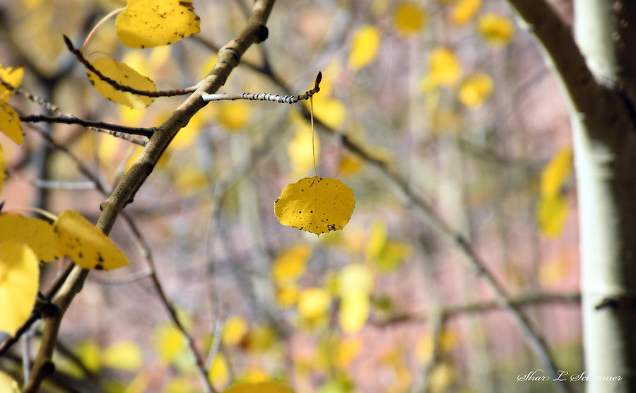 Fall Photograph - Hanging On by Shar Schermer