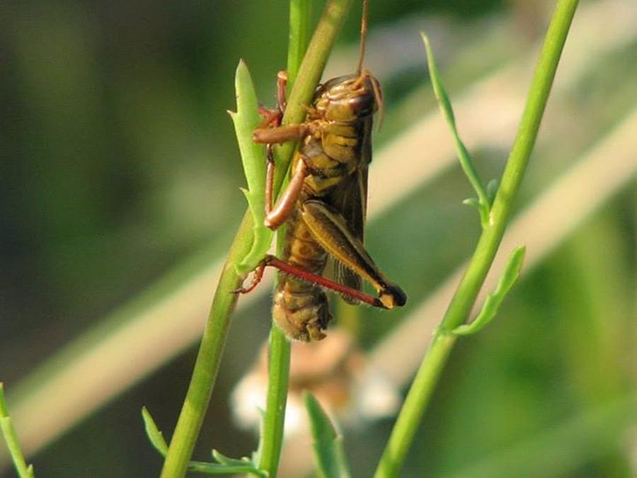 Grasshopper Photograph - Hanging On  by Sharon Duguay