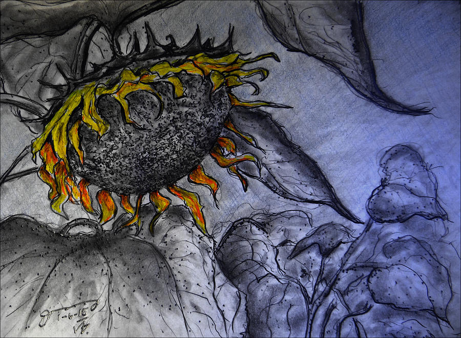 Hanging On To Life - Sunflower Drawing