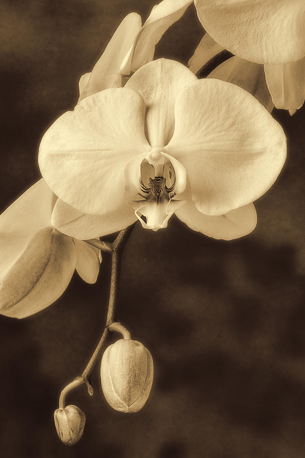 Orchid Photograph - Hanging orchid by Garry Gay