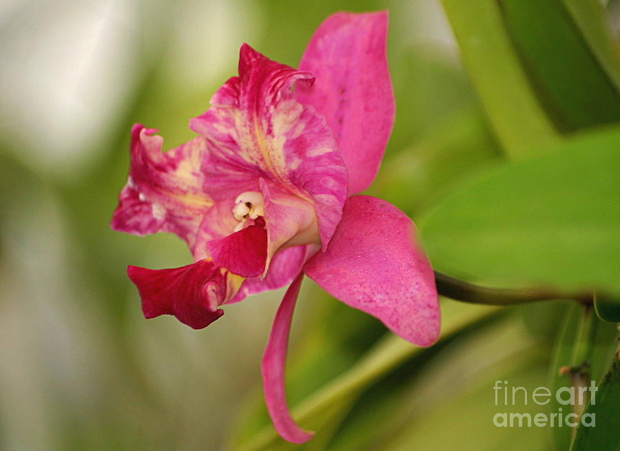Hanging Orchid Photograph by Living Color Photography Lorraine Lynch