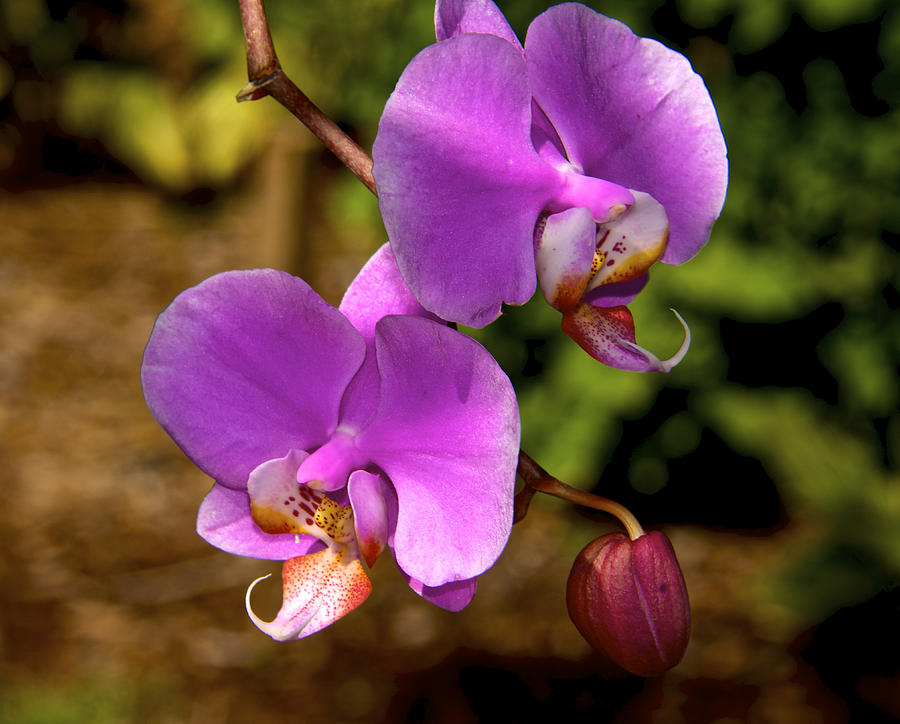 Hanging Orchids Photograph by Kathi Isserman