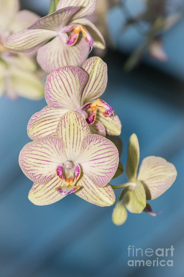 Hanging Orchids Photograph by Matt Malloy