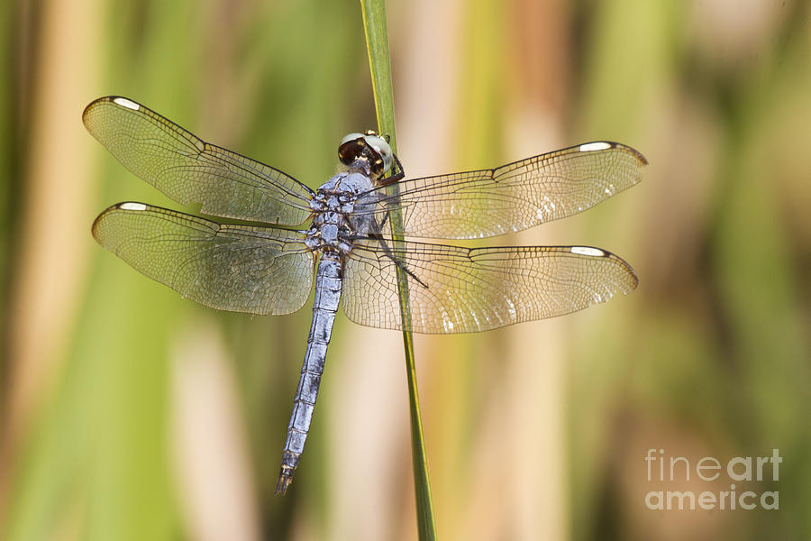 Insects Photograph - Dragonfly Hanging Out by Bryan Keil