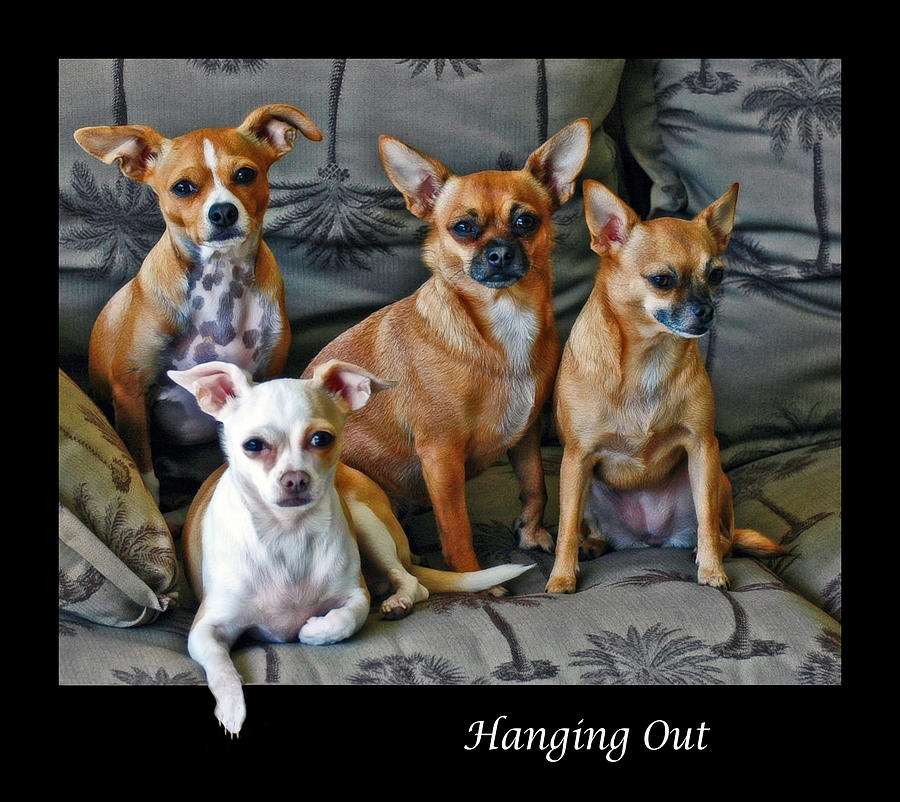 Hanging Out with Chihuahuas Photograph by Ginger Wakem