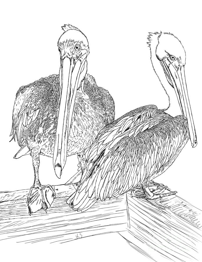 Pelican Digital Art - Hanging Out by Karen Sheltrown