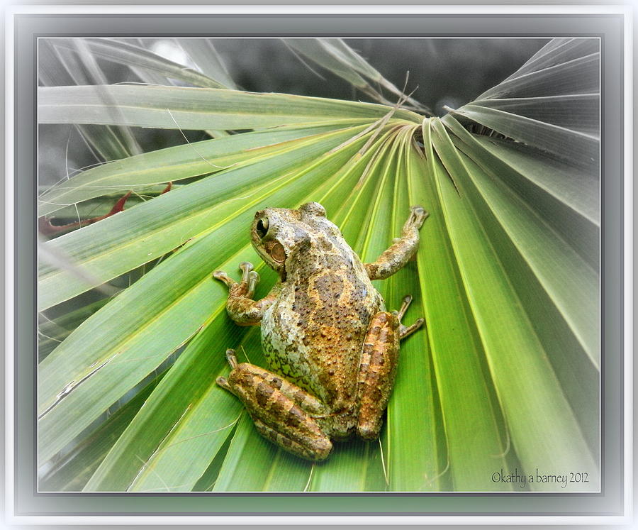 Hanging Out Photograph by Kathy Barney