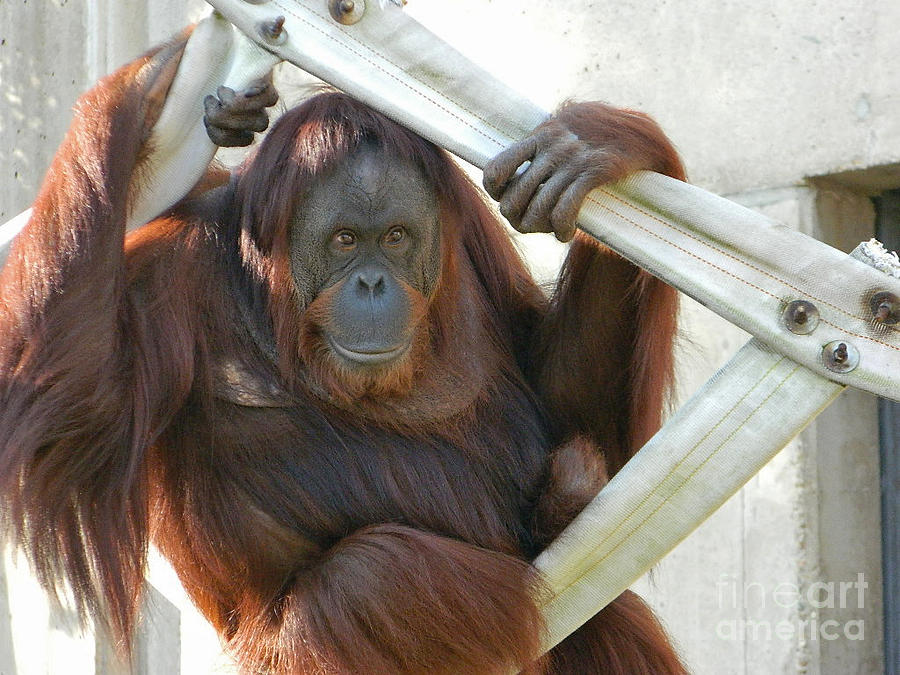 Hanging Out - Melati the Orangutan Photograph by Emmy Vickers