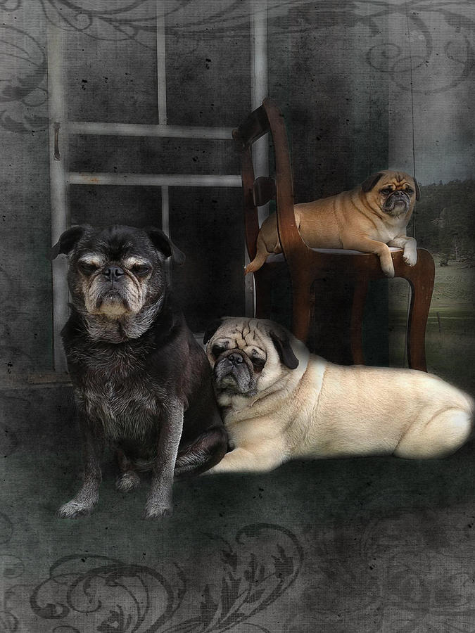 Pug Photograph - Hanging Out by Mim White