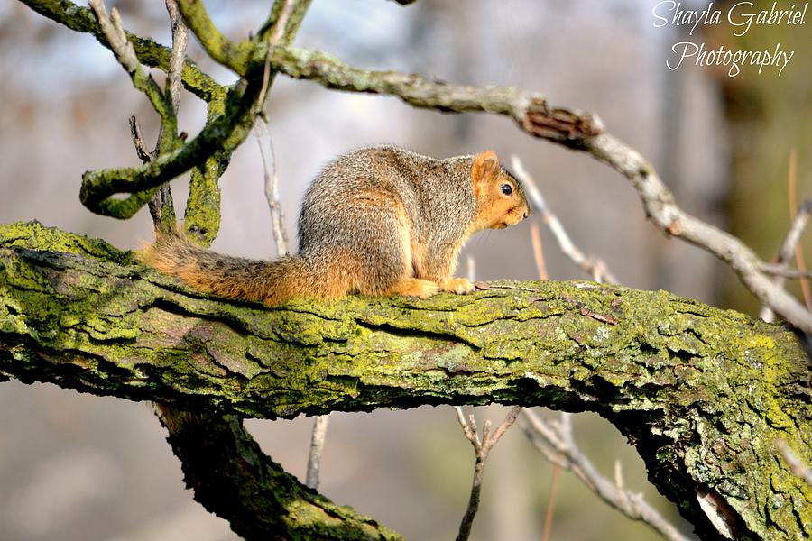 Hanging out on a limb Photograph by Shayla Gabriel - Fine Art America