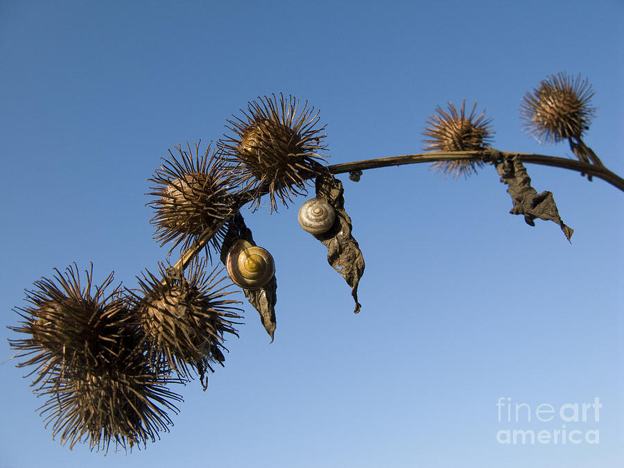 Nature Photograph - Hanging Out Together by Elizabeth Debenham