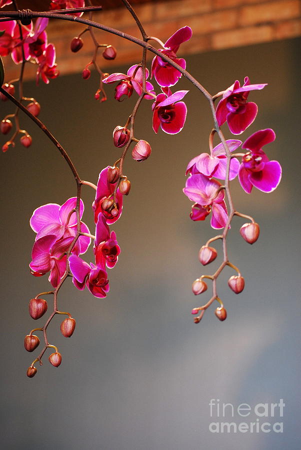 Hanging Pink Orchids Photograph by Nancy Mueller