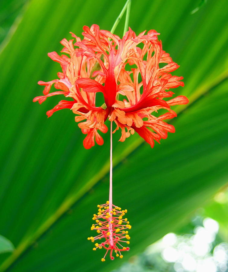 Hanging Red Flower Bloom Photograph by Amy McDaniel