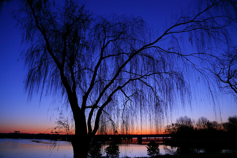 Tree Photograph - Hanging Tree Sunrise by Metro DC Photography