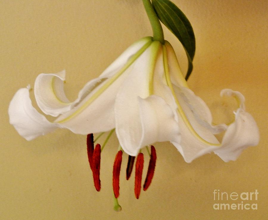 Lily Photograph - Hanging White Lily by Marsha Heiken
