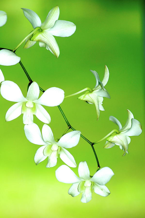 Hanging White Orchids Photograph by Lehua Pekelo-Stearns
