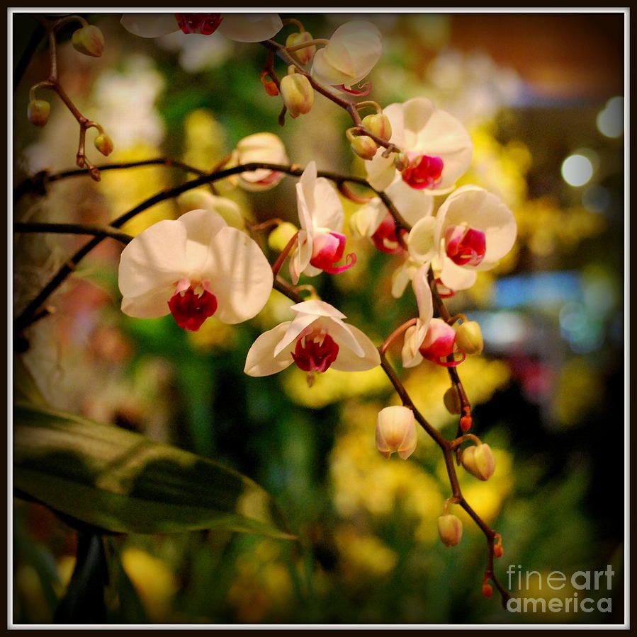 Hanging White Orchids Photograph by Nancy Mueller