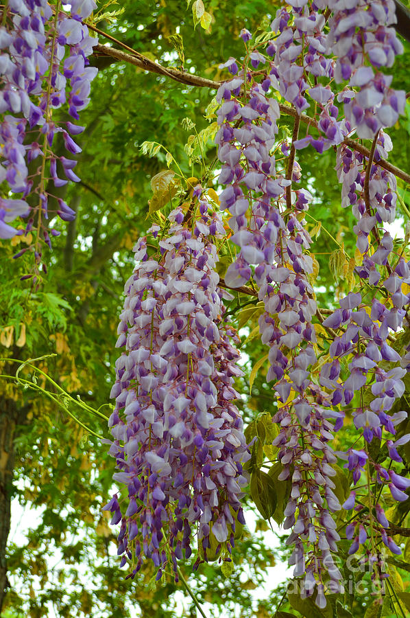 Hanging Wisteria Blossoms Photograph by Alys Caviness-Gober